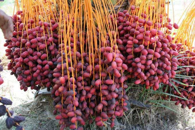 تصویر 3 از خرما مضافتی خوشه ای مرغوب با فرم طبیعی و ظاهر جذاب